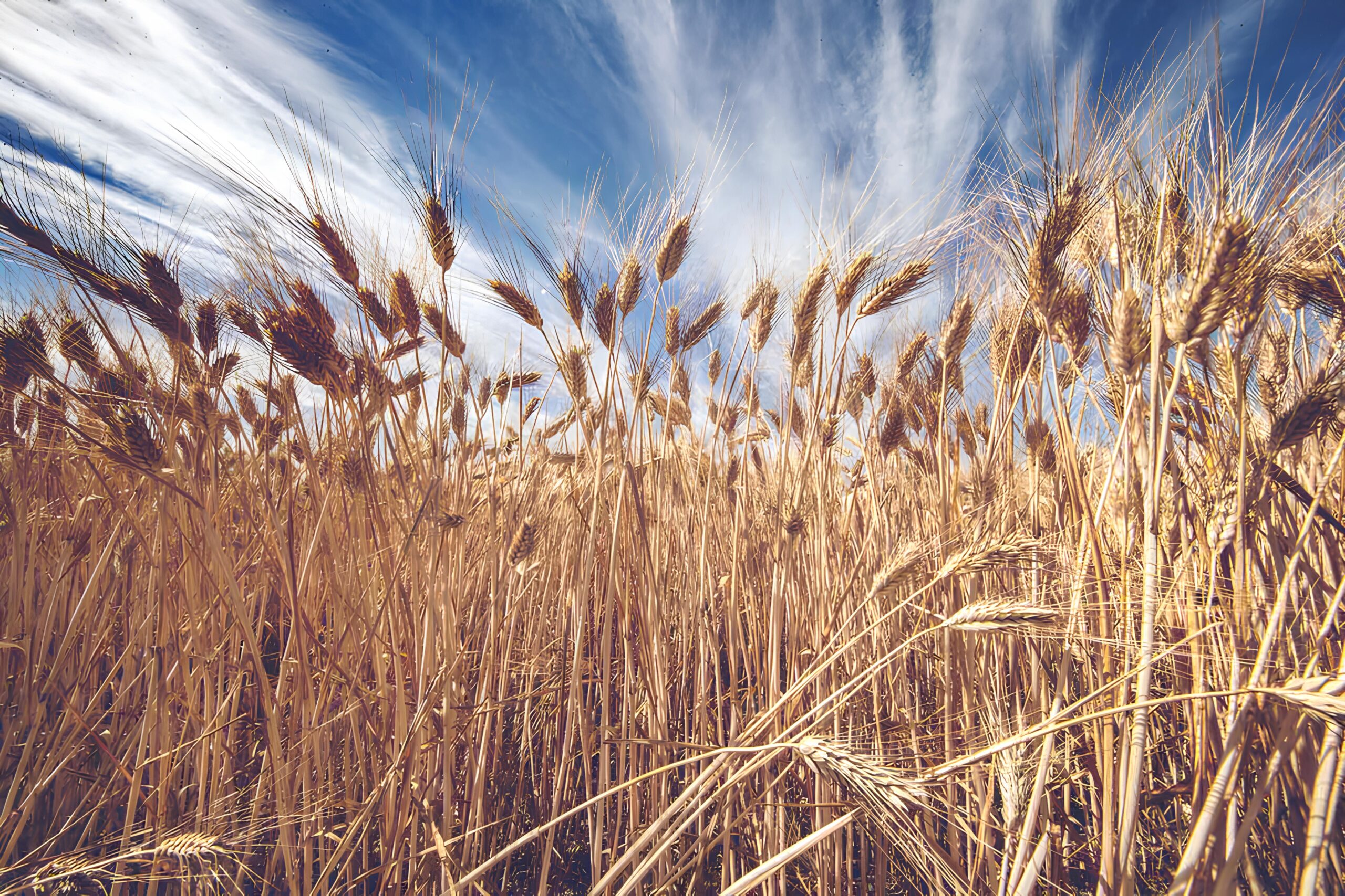 657 Cappelli wheat