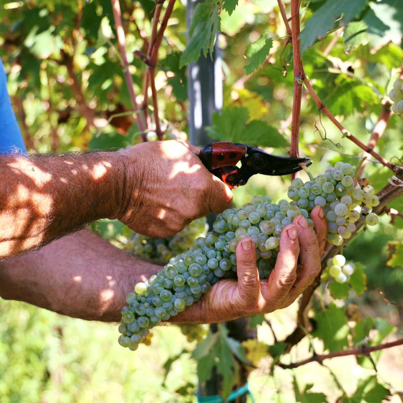 709_Image_Vine