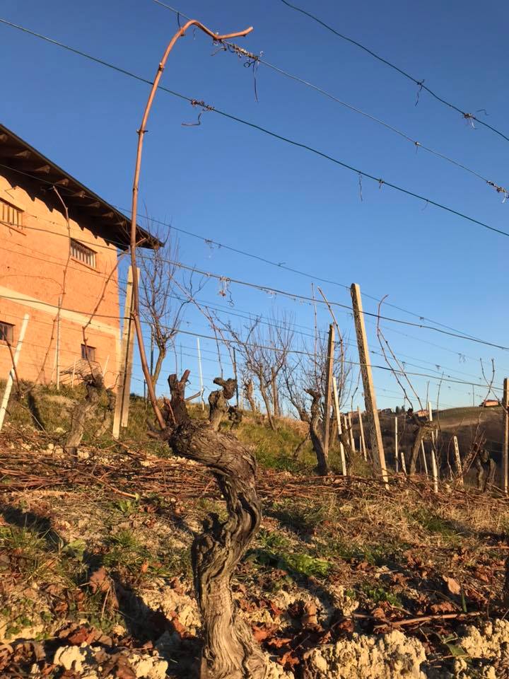 713_Image_Vineyard
