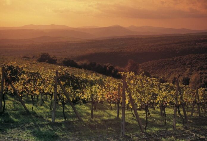 718_Image_Vineyards