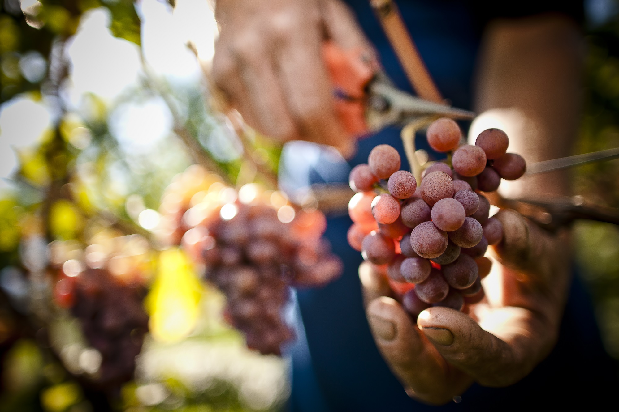 750_Image_Vineyard