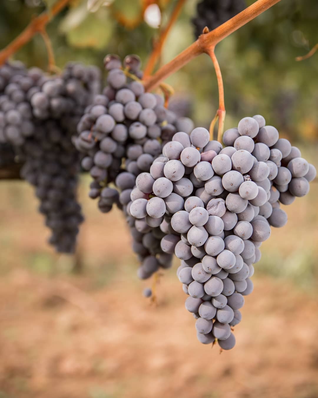 773_Tascante_NerelloMascalese