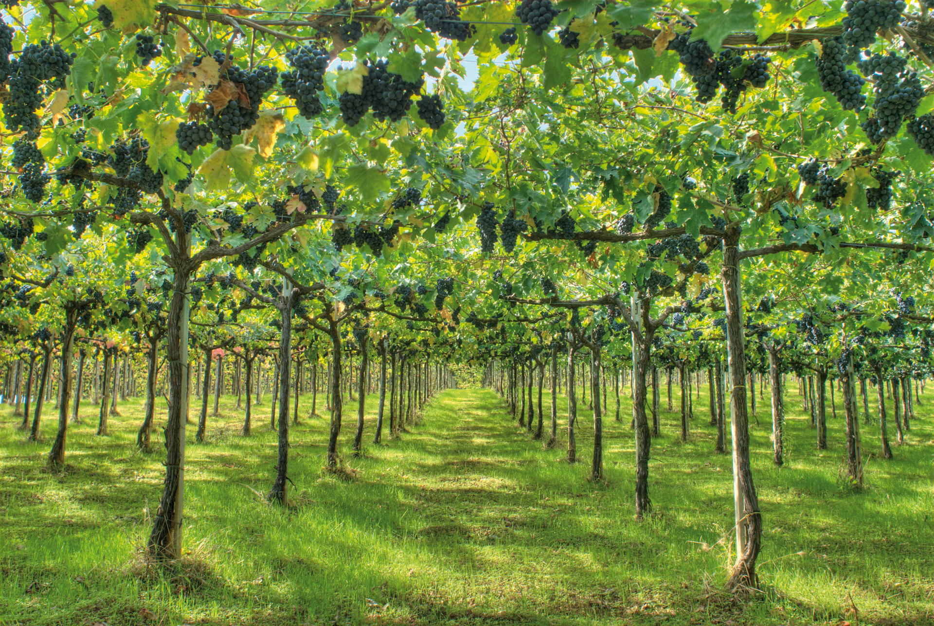 792_Image_Vineyard