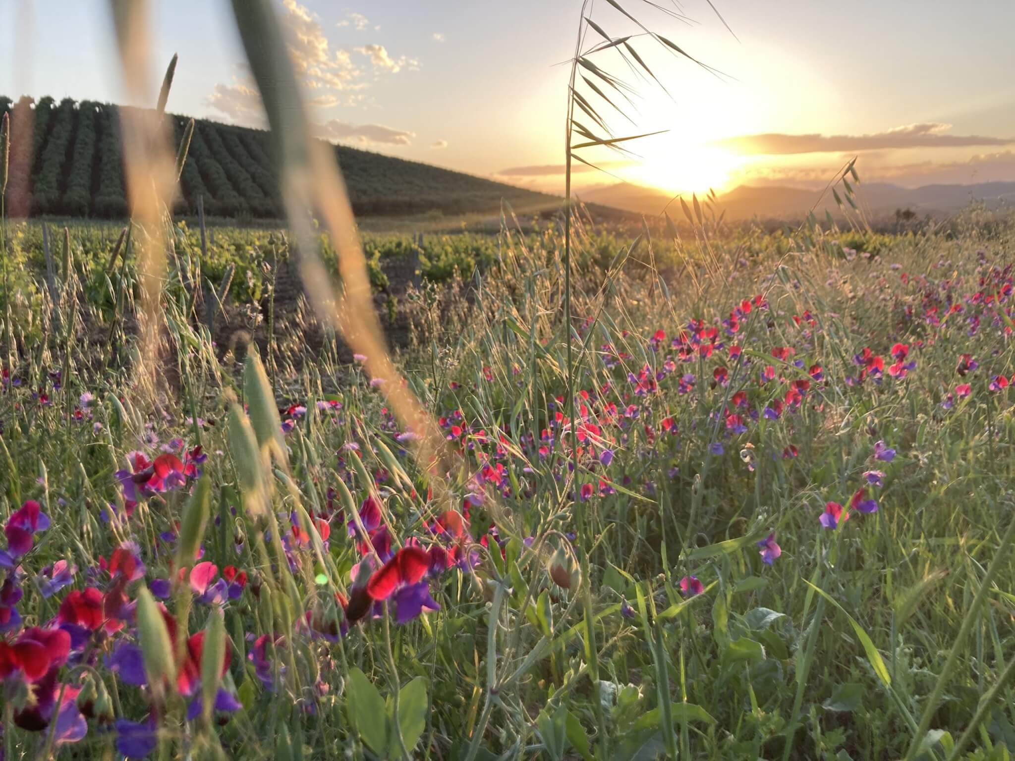 IMG_9910_high-scaled-1