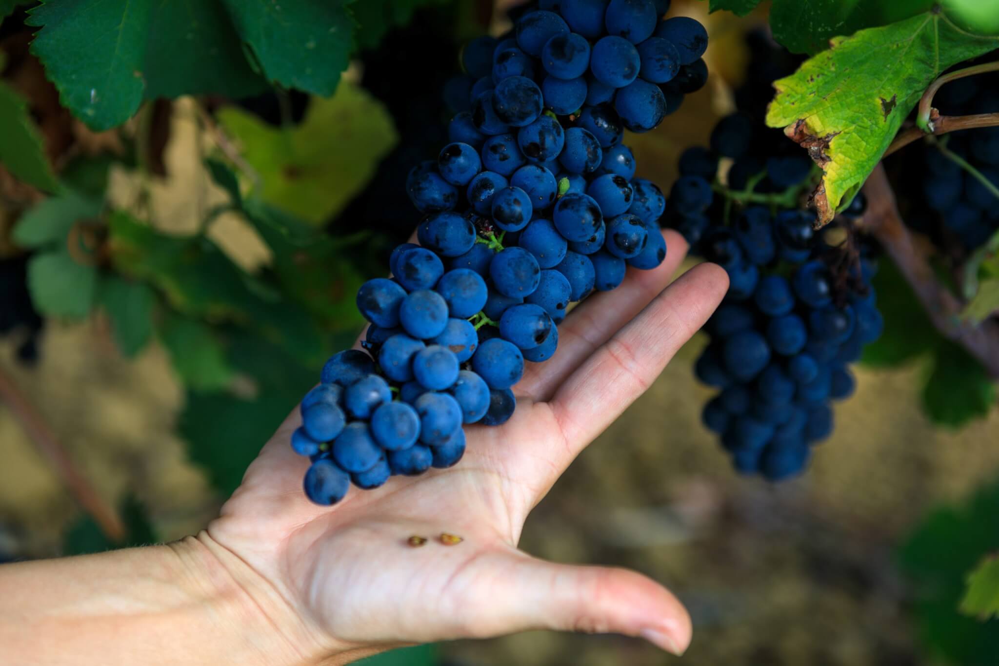 Sallier_de_La_Tour_©-Benedetto-Tarantino-scaled-1